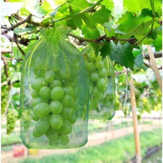 100 Grape Protection Bags, Size: 30 x 20 cm, Color: Green, with Drawstring, Provides Full Protection Against Wasps and Birds, Material: Organza