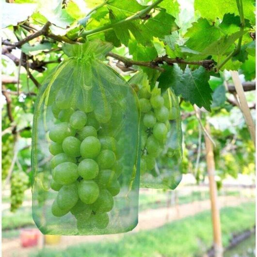 100 pieces Grape Bunch Protection Bags, size: 30 x 20 cm, color: green, with drawstring, provides complete protection against wasps and birds,