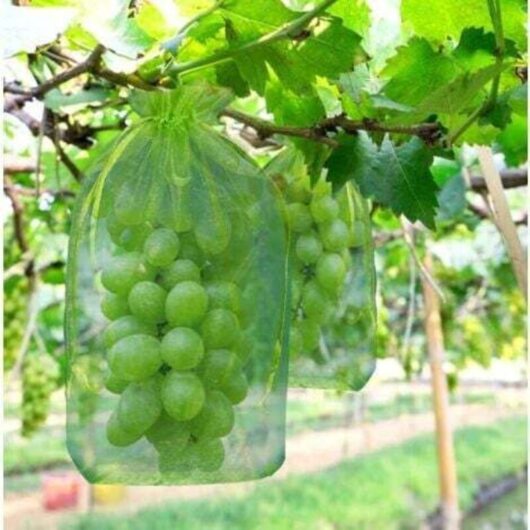100 pièces Sac de protection de Grappes de Raisin, taille: 30 x 20 cm, couleur: vert, avec cordon, donne protection totale contre les guêpes, les